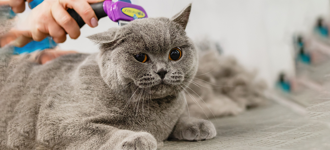 Imagen gato cortándole el pelo